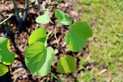 Cercis siliquastrum - zmarlika jidášova - jarní listy